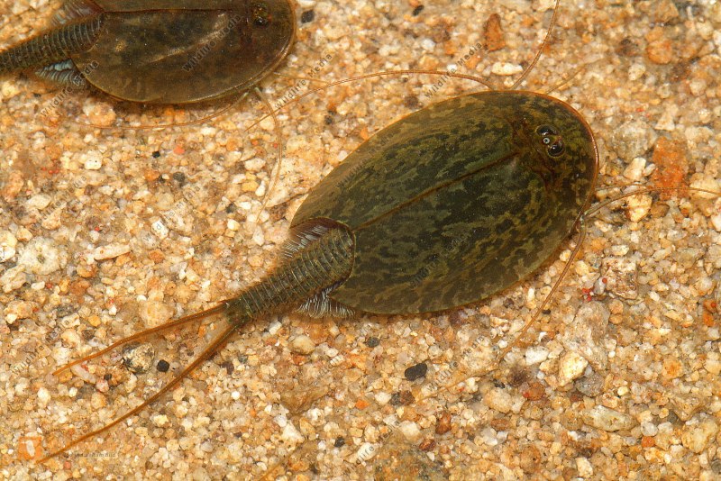 Щитни Triops cancriformis