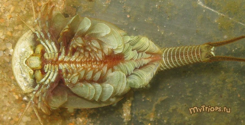 Морской Щитень