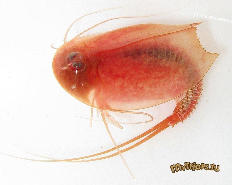 Triops cancriformis