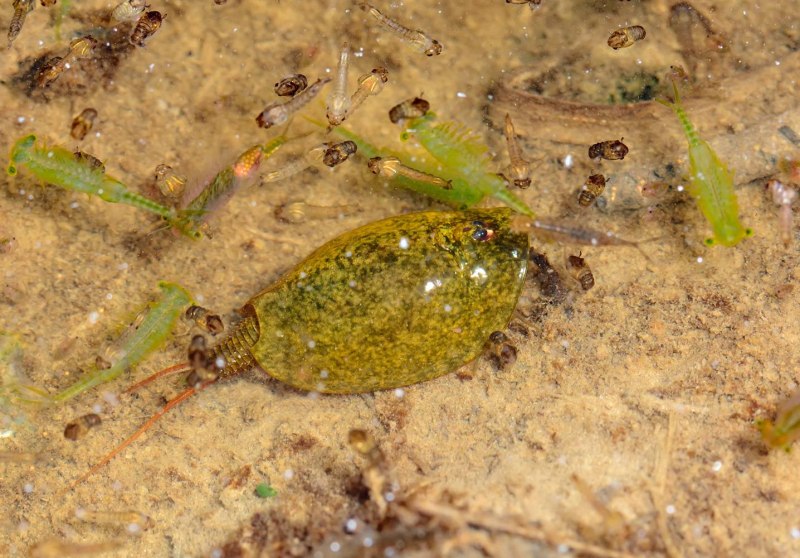 Lepidurus batesoni