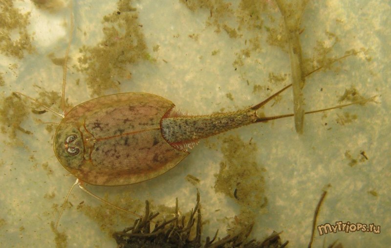 Triops australiensis