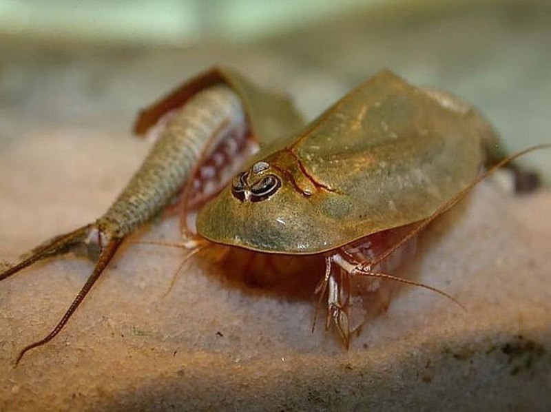 Triops australiensis