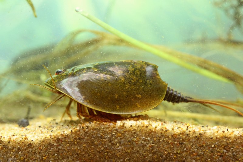 Щитни Triops cancriformis