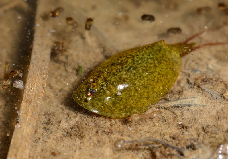 Lepidurus batesoni