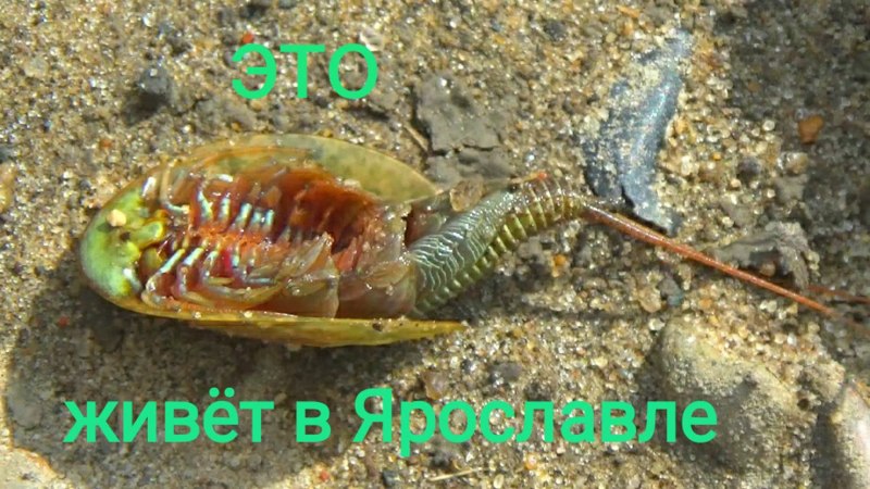 Щитень гигантский Чернобыльский