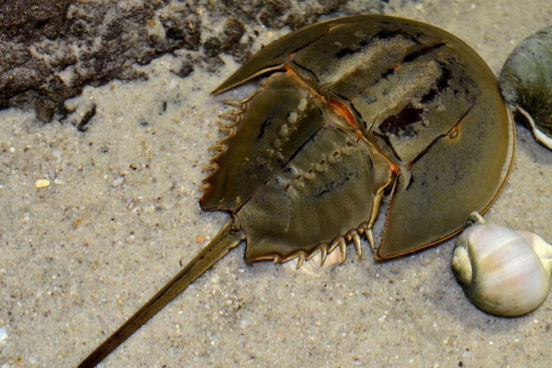 Мечехвост Limulus Polyphemus