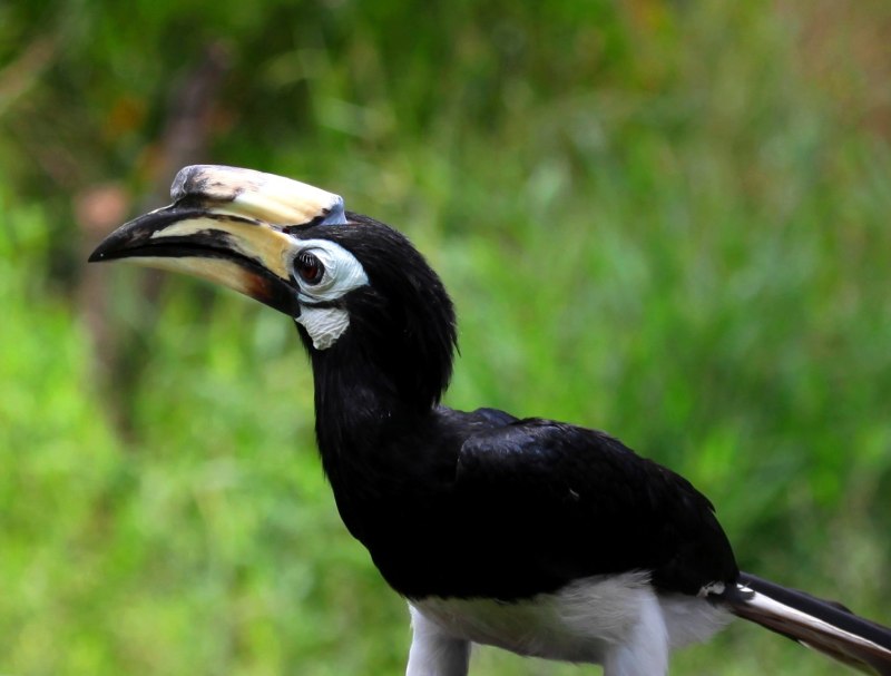 Anthracoceros albirostris