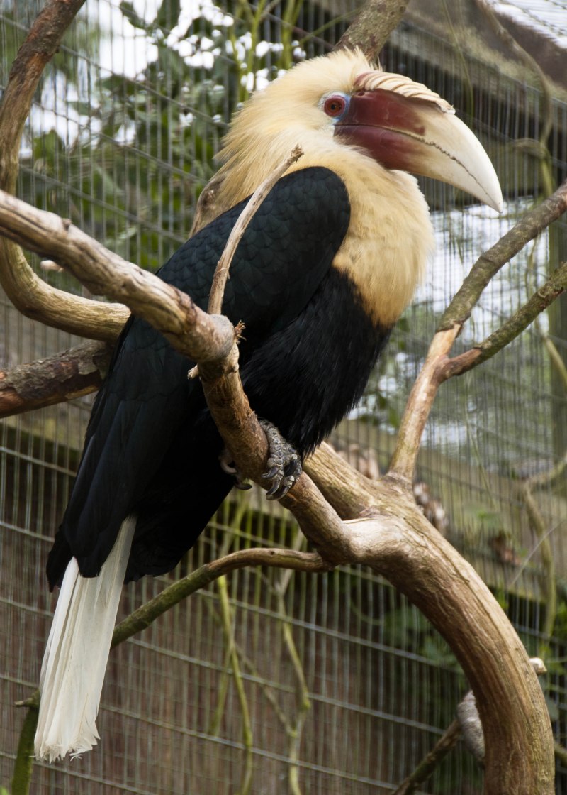 Rhyticeros subruficollis