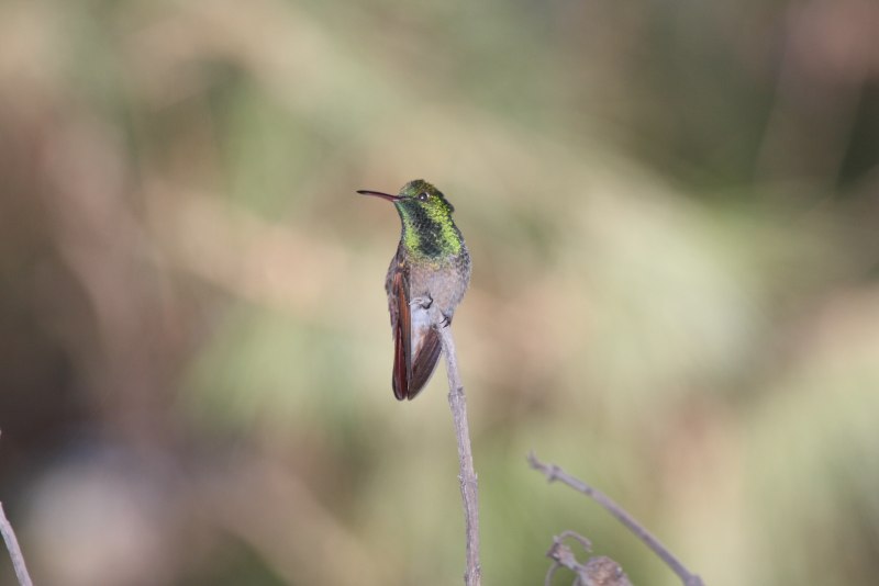 Amazilia amabilis)