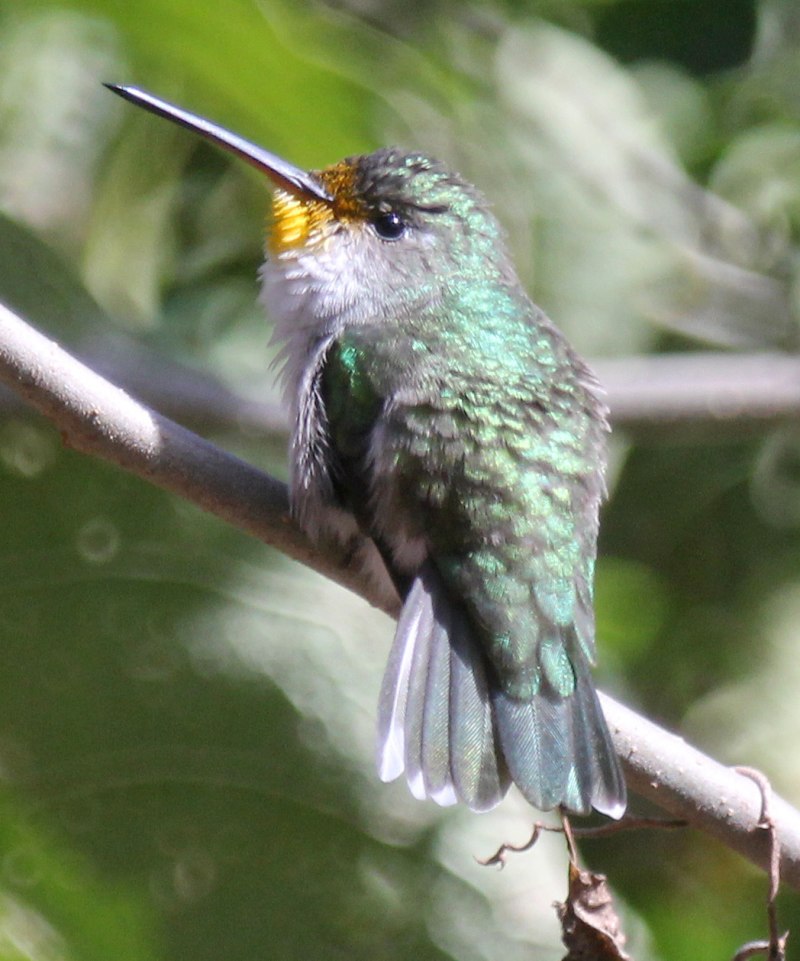 Trochilinae