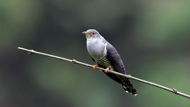 Cuculus saturatus