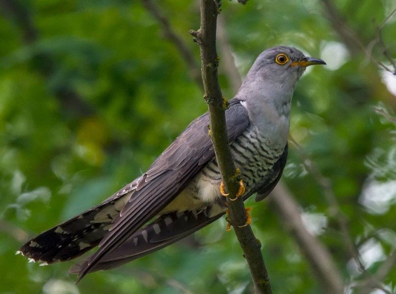 Кукушка Cuculus canorus