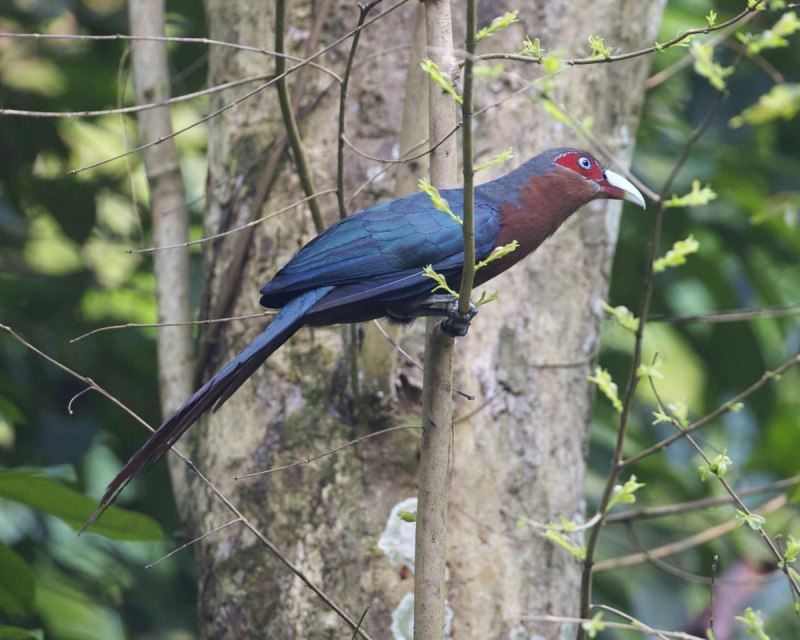 Phaenicophaeus curvirostris