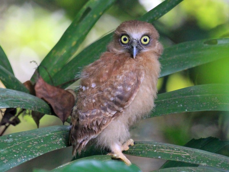Ninox leucopsis