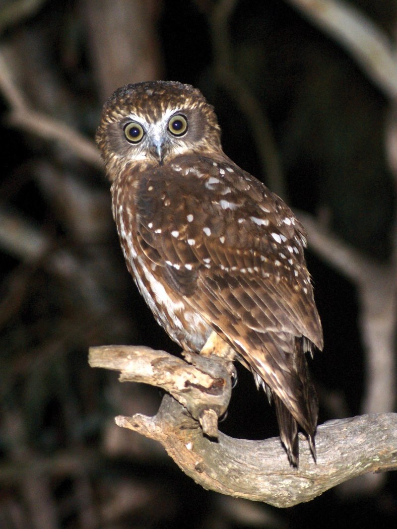 Ninox Boobook