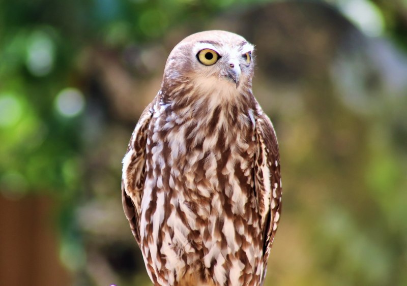 Barking Owl