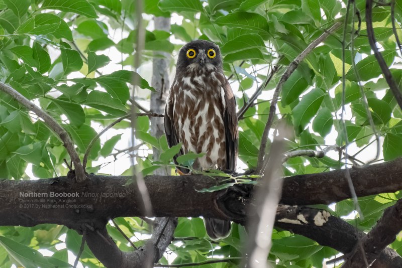 Ninox japonica