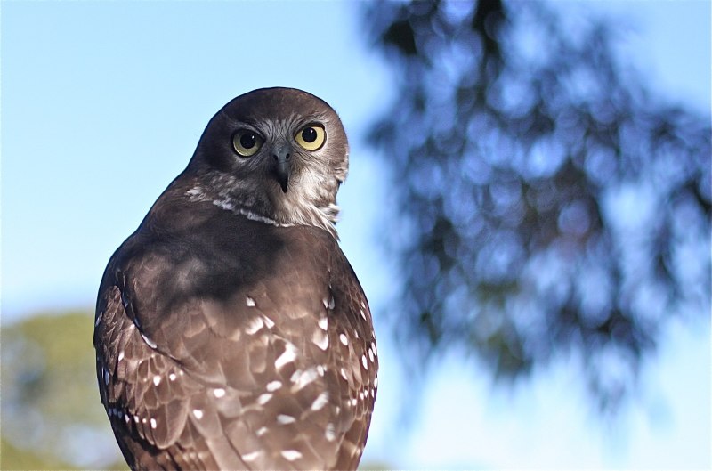 Ninox connivens