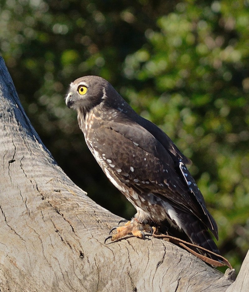 Ninox connivens