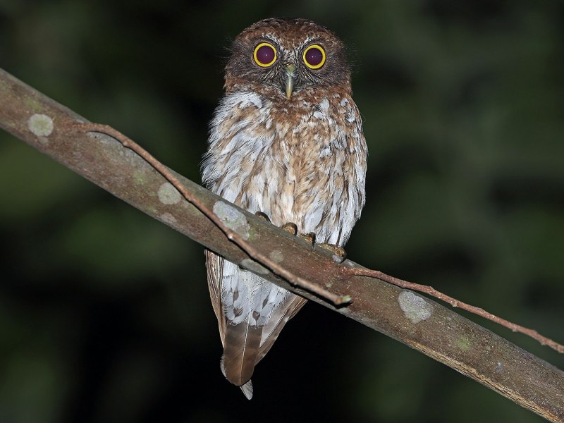 Ninox Burhani