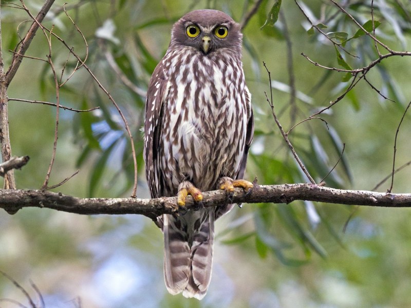 Ninox sumbaensis