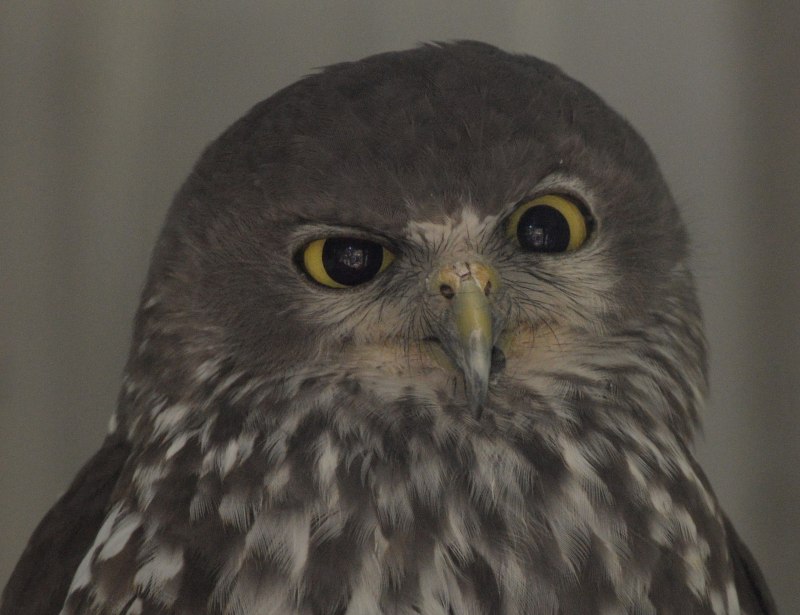 Ninox connivens