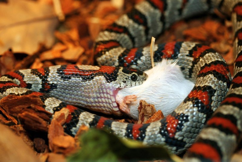 Королевская Мексиканская змея Lampropeltis mexicana