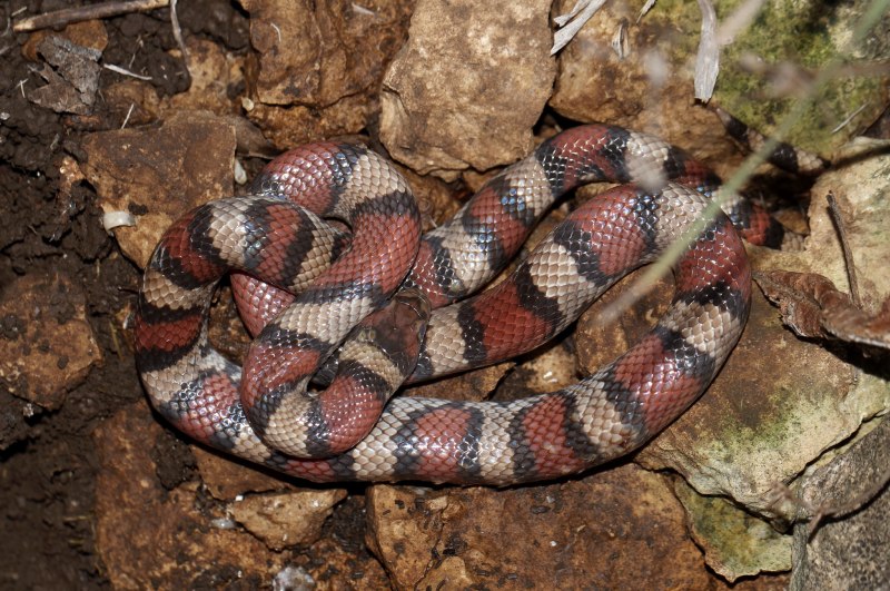 Lampropeltis Triangulum syspila