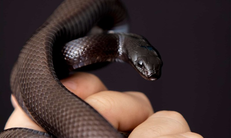 Mexican Black Kingsnake - Lampropeltis getula nigritus