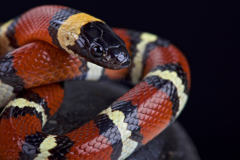 Lampropeltis Triangulum annulata