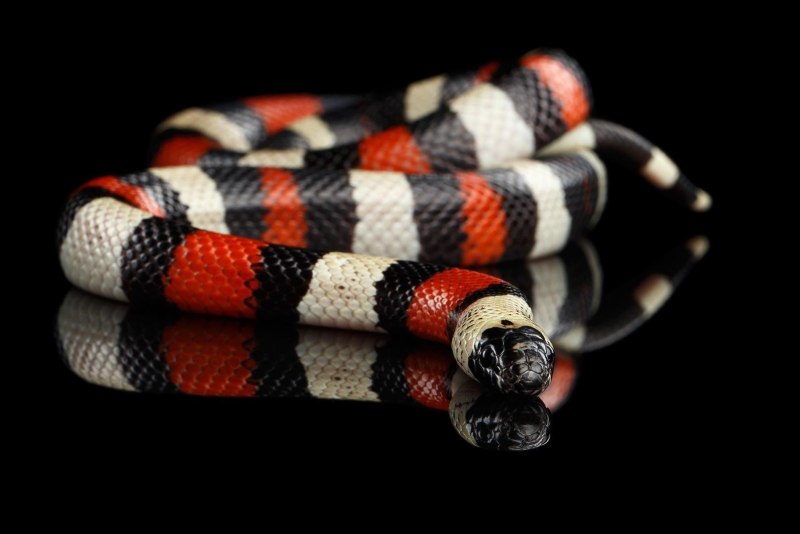 Молочная змея Кэмпбелла (Lampropeltis Triangulum campbelli)