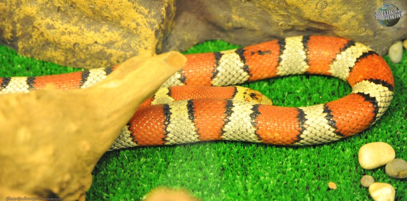 Королевская Мексиканская змея Lampropeltis mexicana
