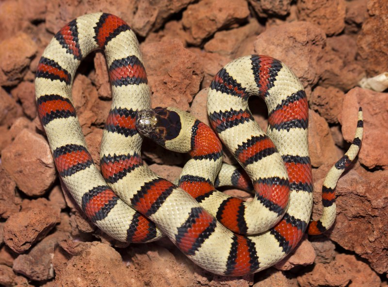 Королевская змея (Lampropeltis)