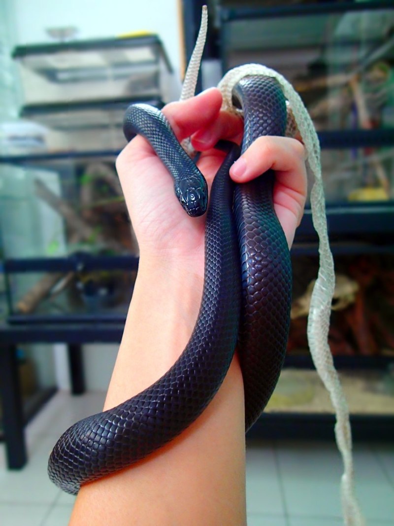 Королевская змея нигрита