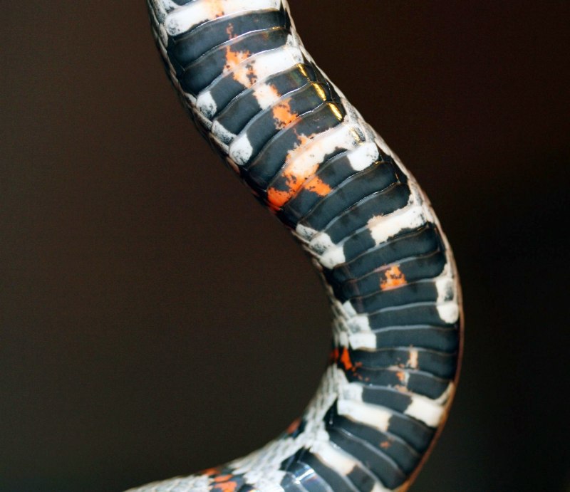 Королевская Мексиканская змея Lampropeltis mexicana