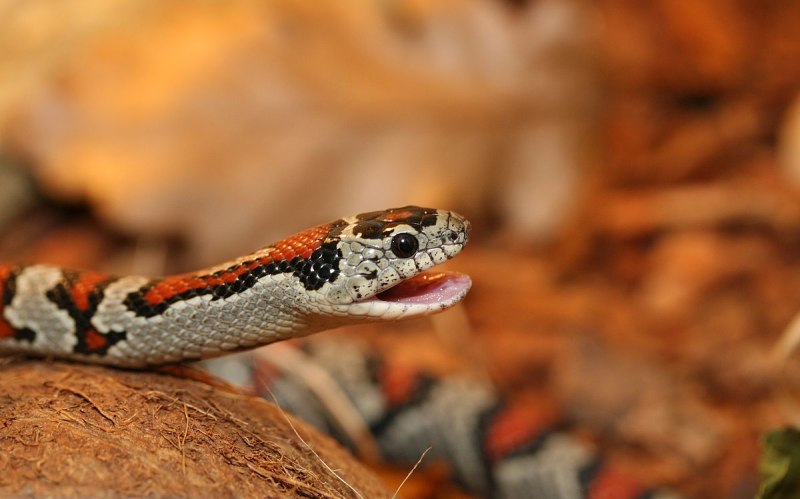 Королевская змея (Lampropeltis)