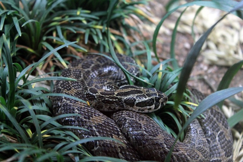Crotalus polystictus