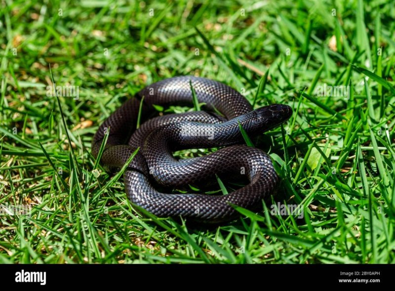 Lampropeltis getula
