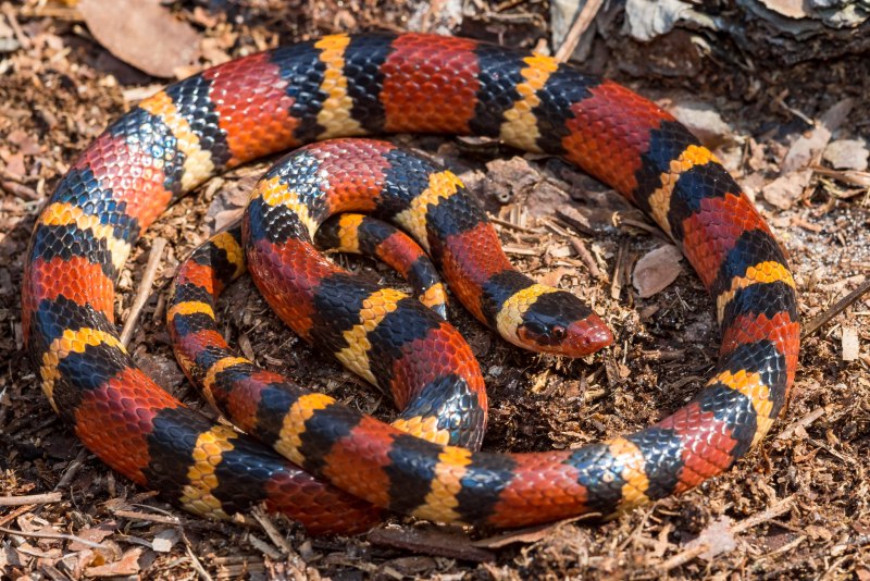 Lampropeltis Triangulum