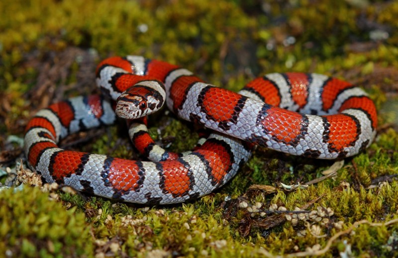 Королевская змея (Lampropeltis)