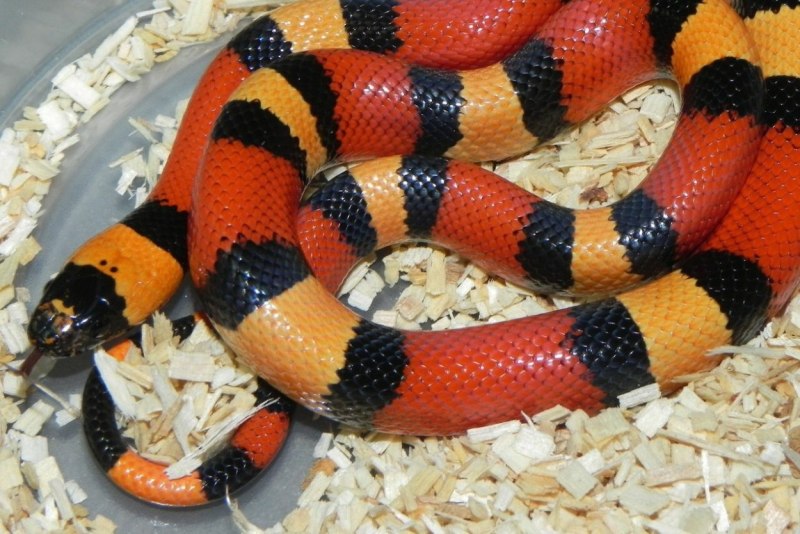 Королевская змея (Lampropeltis)