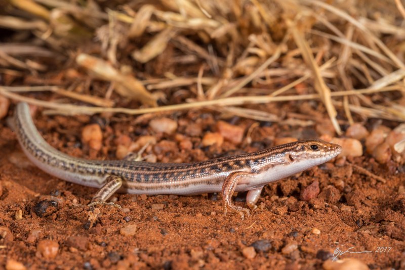 Ctenotus piankai