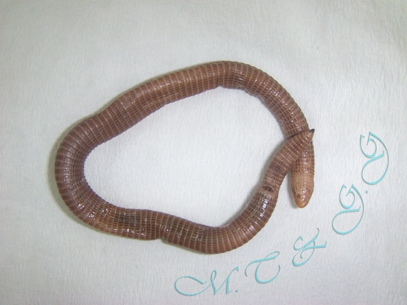 Амфисбены(Blanus SP.)20-25см2500мелочь 15 см2000