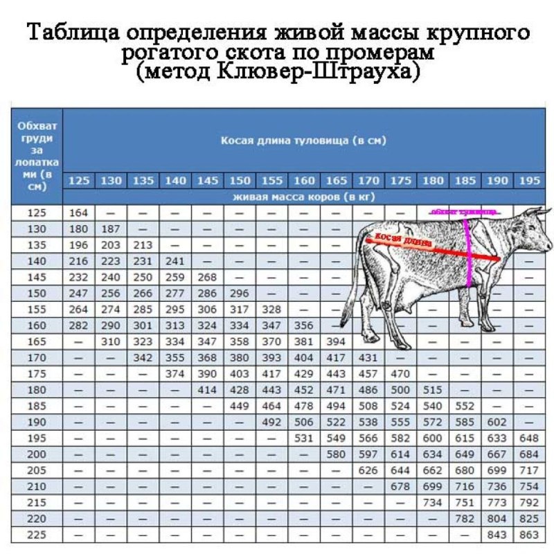 Таблица измерения КРС Быков