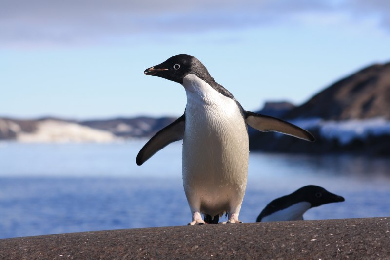 Adélie Penguin