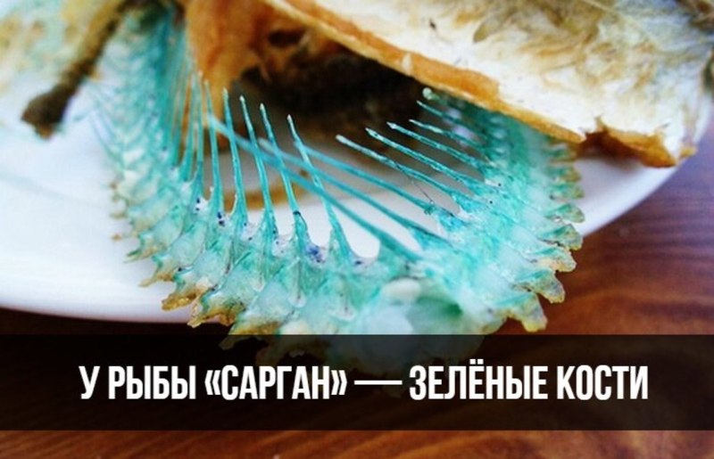 Сарган рыба кости зеленые