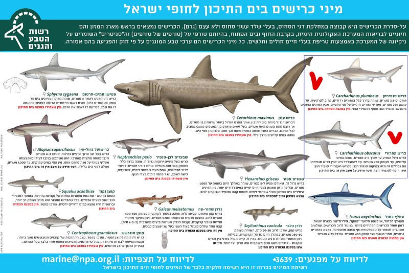 Рисунок Squalus acanthias с обозначениями