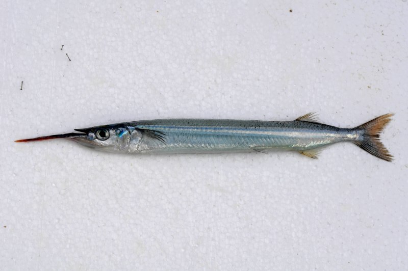 Hyporhamphus melanochir