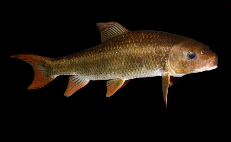 Чукучановых Catostomidae