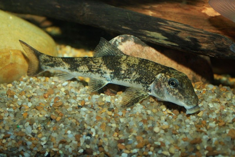 Catostomidae